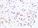 Lamin B2 Antibody in Immunohistochemistry (Paraffin) (IHC (P))