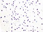 DDB1 Antibody in Immunohistochemistry (Paraffin) (IHC (P))