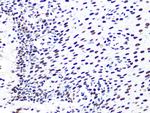 DDB1 Recombinant Rabbit Monoclonal Antibody (9L8X5)