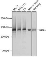 DDB1 Antibody in Western Blot (WB)
