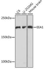 EEA1 Recombinant Rabbit Monoclonal Antibody (8S10A7)