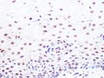 SUMO2/SUMO3 Antibody in Immunohistochemistry (Paraffin) (IHC (P))