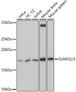SUMO2/SUMO3 Antibody in Western Blot (WB)