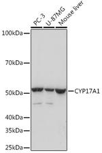 CYP17A1 Antibody in Western Blot (WB)
