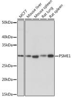 PSME1 Recombinant Rabbit Monoclonal Antibody (6H7X3)