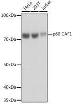 CAF1 p60 Antibody in Western Blot (WB)