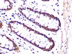 PSMA3 Antibody in Immunohistochemistry (Paraffin) (IHC (P))