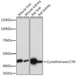 CTH Recombinant Rabbit Monoclonal Antibody (7L3D0)