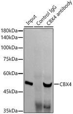 CBX4 Antibody in Immunoprecipitation (IP)