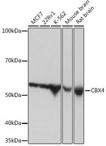 CBX4 Antibody in Western Blot (WB)