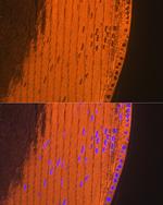 Alpha A Crystallin Recombinant Rabbit Monoclonal Antibody (1T1F5)