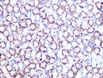 ATP1B1 Recombinant Rabbit Monoclonal Antibody (4M5T3)