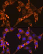 EBP1 Recombinant Rabbit Monoclonal Antibody (9J9U5)