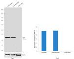 LDHB Antibody in Western Blot (WB)