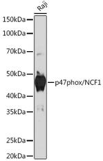 p47phox Antibody in Western Blot (WB)