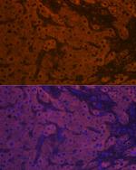 Apolipoprotein M Recombinant Rabbit Monoclonal Antibody (4G4N1)