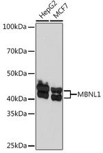 MBNL1 Antibody in Western Blot (WB)