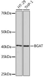 ABO Recombinant Rabbit Monoclonal Antibody (2V4R0)