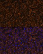 ANGPTL3 Antibody in Immunohistochemistry (Paraffin) (IHC (P))