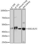 ELF3 Recombinant Rabbit Monoclonal Antibody (7O2V4)
