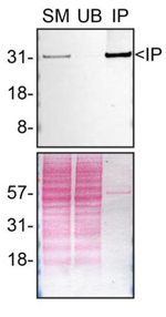 Syntenin 1 Antibody in Immunoprecipitation (IP)