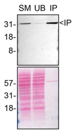 Syntenin 1 Antibody in Immunoprecipitation (IP)