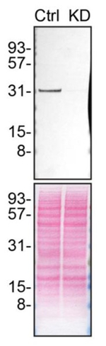 Syntenin 1 Antibody