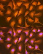 HSPA2 Recombinant Rabbit Monoclonal Antibody (5C9X0)