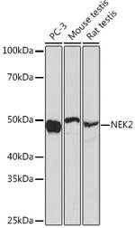 NEK2 Recombinant Rabbit Monoclonal Antibody (5O0A1)