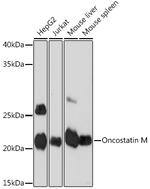 Oncostatin M Antibody in Western Blot (WB)