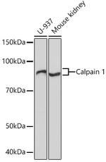 Calpain 1 Antibody in Western Blot (WB)