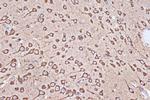 EEF1G Antibody in Immunohistochemistry (Paraffin) (IHC (P))