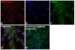MHC Class I Recombinant Rabbit Monoclonal Antibody (3I1C1)
