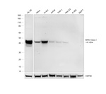 MHC Class I Antibody