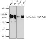MHC Class I Antibody in Western Blot (WB)