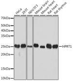 HPRT1 Recombinant Rabbit Monoclonal Antibody (4N2Q6)