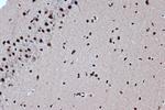Bub3 Antibody in Immunohistochemistry (Paraffin) (IHC (P))