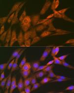 14-3-3 theta Recombinant Rabbit Monoclonal Antibody (9G6M4)