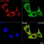 UBD Antibody in Immunocytochemistry (ICC/IF)