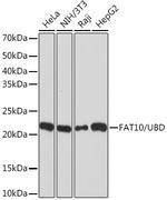 UBD Antibody in Western Blot (WB)