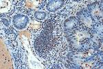SUMO4 Antibody in Immunohistochemistry (Paraffin) (IHC (P))