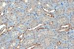 SUMO4 Antibody in Immunohistochemistry (Paraffin) (IHC (P))