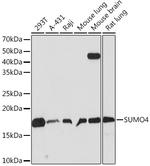 SUMO4 Antibody in Western Blot (WB)