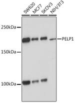 MNAR Antibody in Western Blot (WB)