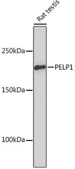 MNAR Antibody in Western Blot (WB)