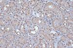 SRSF3 Antibody in Immunohistochemistry (Paraffin) (IHC (P))