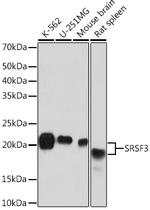 SRSF3 Antibody in Western Blot (WB)