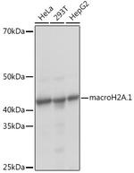 Histone Macro-H2A.1 Antibody in Western Blot (WB)