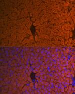 Hemopexin Antibody in Immunohistochemistry (Paraffin) (IHC (P))