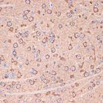 14-3-3 gamma Antibody in Immunohistochemistry (Paraffin) (IHC (P))